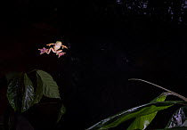 Malabar Gliding frog ( Rhacophorus malabaricus) gliding at night, Kerala, Western Ghats, India. Controlled condition