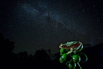 Small tree frog (Rhacophorus lateralis) at night under starry sky, Western Ghats. India. Endangered and endemic to Western Ghats.