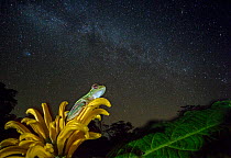 Small tree frog (Rhacophorus lateralis) at night under starry sky, Western Ghats. India. Endangered and endemic to Western Ghats.