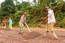 Workers stirring coffee beans in process called raking, to ensure uniformity of beans exposure to sun. Cemented yards ensure uniform and quick drying. Usually drying down of the cherry coffee takes ab...