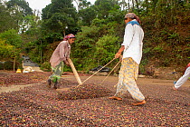 Workers turning coffee beans in process called raking, to ensure uniformity of beans&#39; exposure to sun. Cement drying yards ensure uniform and quick drying. Usually drying takes about 10-12 days. C...