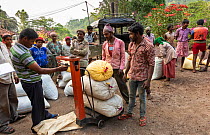 Workers with Coffee harvest (Coffea arabica) Coorg, Western Ghats, India