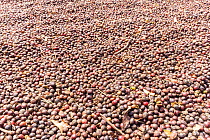 Coffee berries (Coffea arabica) which have been spread out to dry and have turned dark brown Coorg, Western Ghats, India