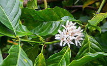 Coffee (Coffea arabica) flowers, Coorg India