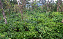Coffee plantation on slope in the Western-Ghats, Coorg. India. Since arrival of Coffee Probably in 15th Century from Ethopia, slowly plantations spread Western-Ghats causing large scale deforestation
