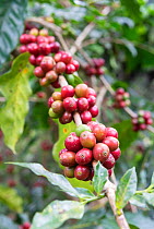 Coffee plant (Coffea arabica) with ripe coffee berries, ready for reaping. Coorg, Western Ghats, India