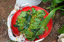 Coffee berries (Coffea arabica) recently picked. Coorg, Western Ghats, India