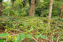 Coffee plants (Coffea arabica) with ripe coffee berries, ready for harvest. Coorg, Western Ghats, India