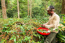 Man harvesting Coffee berries (Coffea arabica) Coorg, Western Ghats, India