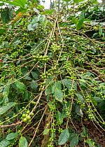 Coffee plants (Coffea arabica) with ripe coffee berries, ready for harvest. Coorg, Western Ghats, India