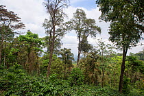 Coffee plantation on slope in the Western-Ghats, Coorg. India. Since arrival of Coffee Probably in 15th Century from Ethopia, slowly plantations spread Western-Ghats causing large scale deforestation