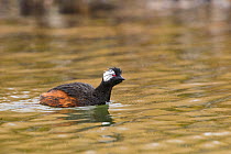 White-tufted / Rolland&#39;s grebe (Rollandia rolland) swimming in Lake Titicaca, Puno, Peru. September. Cropped