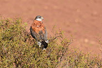 Variable hawk (Geranoaetus polyosoma) perched in a shrub. Cusco, Peru. September. Cropped