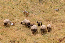 Sechuran fox (Lycalopex sechurae) hunting domestic lambs and sheep on grazing land. Cusco, Peru. September. Cropped