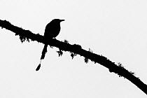 Highland motmot (Momotus aequatorialis) perched on lichen-encrusted branch, silhouetted against an overcast sky. Cusco, Peru. September. Cropped