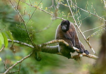 Grey woolly monkey (Lagothrix cana) sitting in the Peruvian cloud forest. Cusco, Peru. September. Cropped