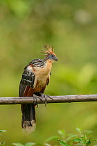Hoatzin (Ophisthocomus hoazin) perched on wooden bar overlooking oxbow lake. Manu National Park, Madre de Dios, Peru. September
