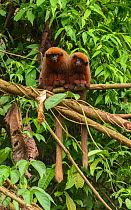Dusky Titi monkey (Callicebus moloch) two on branch of dead tree in the Peruvian Amazon. Madre de Dios, Peru. March. Cropped