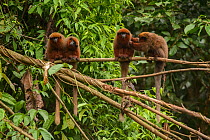 Dusky Titi monkey (Callicebus moloch) family troop sitting on a fallen tree in the Peruvian Amazon, with one grooming another. Madre de Dios, Peru. March