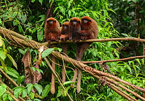 Dusky Titi monkey (Callicebus moloch) family troop sitting on a fallen tree in the Peruvian Amazon, with one grooming another. Madre de Dios, Peru. March