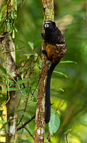 Saddleback tamarin (Saguinus fuscicollis) on tree tunk. Madre de Dios, Peru. March