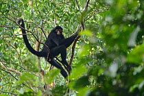 Peruvian spider monkey (Ateles chamek) in the Peruvian Amazon. Madre de Dios, Peru. March