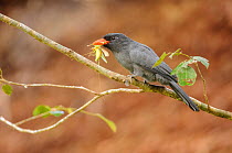 Black-fronted nunbird (Monasa nigrifrons) feeding on katydid in rainforest clearing. Madre de Dios, Peru. April
