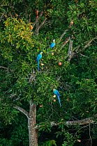 Blue-and-Yellow Macaws (Ara ararauna) feeding in tree, Peruvian Amazon. Madre de Dios, Peru. April
