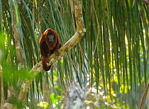 Purus red howler monkey (Alouatta puruensis) sitting in the rainforest canopy. Madre de Dios, Peru. April. Cropped