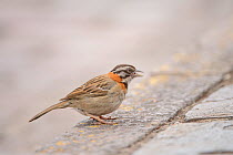 Rufous-collared sparrow (Zonotrichia capensis) on stone pavement. Cusco, Peru. February