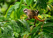 Emperor Tamarin (Saguinus imperator) in a rainforest clearing. The animal is one of many being studied, hence the metal band hanging from its neck. Madre de Dios, Peru. March. Cropped