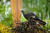Blue-throated Piping-Guan (Pipile cumanensis) feeding on palm fruits in the Peruvian Amazon. Madre de Dios, Peru. March