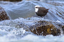 White-capped dipper (Cinclus leucocephalus) perched on rock in fast-flowing river. Arequipa, Peru. August