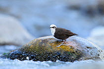White-capped Dipper (Cinclus leucocephalus) feeding on a fast-flowing river, Colca Valley, Peru. 08/16. Cropped
