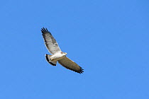 Variable hawk (Geranoaetus polyosoma) in flight. Arequipa, Peru. September. Cropped