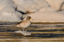 Yellow-billed teal (Anas flavirostris) perched on rock in river. Arequipa, Peru. September. Cropped
