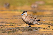 Puna teal (Anas puna) standing in shallow water of an Andean lake. Arequipa, Peru. September. Cropped