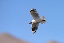 Andean gull (Chroicocephalus serranus) in flight. Arequipa, Peru. September