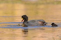 Giant coot (Fulica gigantea) and young chick in an Andean lake. Arequipa, Peru. September
