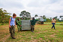 Transfer of Western lowland gorilla (Gorilla gorilla gorilla) cage from helicopter to boat for onward travel to habituation island. Reintroduction from Beauval Zoo through Gorilla Protection Project....