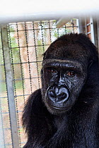 Western lowland gorilla (Gorilla gorilla gorilla) female aged 12 years in cage awaiting release onto habituation island, portrait. Reintroduction from Beauval Zoo through Gorilla Protection Project. B...