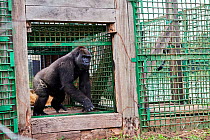 Western lowland gorilla (Gorilla gorilla gorilla) female aged 9 years leaving cage during release onto habituation island. Reintroduction from Beauval Zoo through Gorilla Protection Project. Bateke Pl...