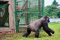 Western lowland gorilla (Gorilla gorilla gorilla) female aged 9 years exploring habituation island following release from cage. Reintroduction from Beauval Zoo through Gorilla Protection Project. Bate...
