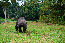 Western lowland gorilla (Gorilla gorilla gorilla) female aged 9 years exploring habituation island following release. Reintroduction from Beauval Zoo through Gorilla Protection Project. Bateke Plateau...