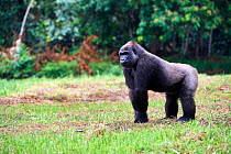 Western lowland gorilla (Gorilla gorilla gorilla) female aged 9 years standing on habituation island following release. Reintroduction from Beauval Zoo through Gorilla Protection Project. Bateke Plate...