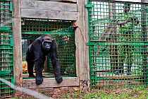 Western lowland gorilla (Gorilla gorilla gorilla) female aged 12 years leaving cage in release on habituation island. Reintroduction from Beauval Zoo through Gorilla Protection Project. Bateke Plateau...