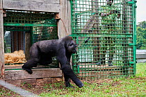 Western lowland gorilla (Gorilla gorilla gorilla) female aged 12 years walking out of cage onto habituation island. Reintroduction from Beauval Zoo through Gorilla Protection Project. Bateke Plateau N...