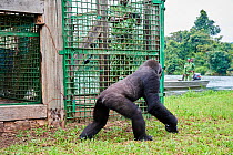 Western lowland gorilla (Gorilla gorilla gorilla) female aged 12 years exploring following release onto habituation island. Reintroduction from Beauval Zoo through Gorilla Protection Project. Bateke P...