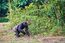 Western lowland gorilla (Gorilla gorilla gorilla) female aged 9 years exploring new habitat following release onto habituation island. Reintroduction from Beauval Zoo through Gorilla Protection Projec...