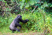 Western lowland gorilla (Gorilla gorilla gorilla) female aged 9 years exploring new habitat following release onto habituation island. Reintroduction from Beauval Zoo through Gorilla Protection Projec...